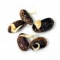 Showy Scarlet Runner Vine Bean Phaseolus Coccineus - 25 Seeds