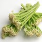 New! Karifurore Sweet Sprouting Stick Cauliflower Brassica oleracea botrytis - 20 Seeds