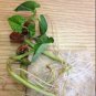 Mexican Heirloom Moro Dry Beans Phaseolus vulgaris - 40 Seeds