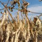 Mexican Heirloom Moro Dry Beans Phaseolus vulgaris - 40 Seeds