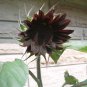 Goth Garden Sunflower Black Beauty Almost Black Helianthus annuus - 20 Seeds