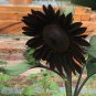 Goth Garden Sunflower Black Beauty Almost Black Helianthus annuus - 20 Seeds