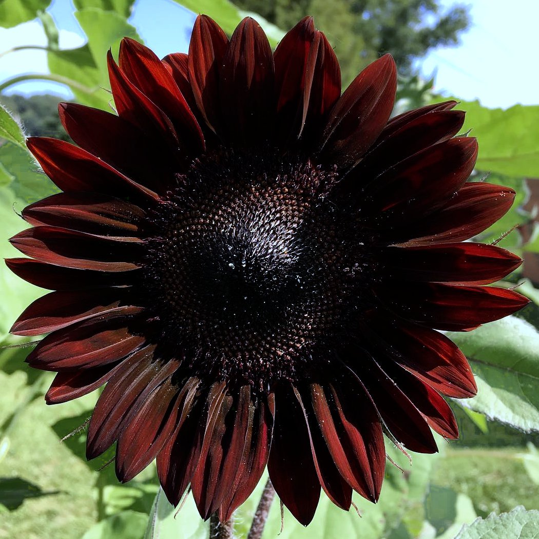 Goth Garden Sunflower Black Beauty Almost Black Helianthus annuus - 20 ...