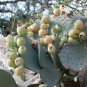 Mexican Sour Xoconostle Cactus Opuntia matudae - 20 Seeds