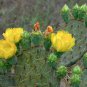 Mexican Sour Xoconostle Cactus Opuntia matudae - 20 Seeds