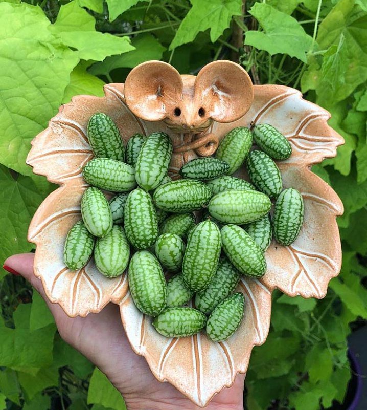 CUCAMELON MEXICAN CUCUMBER MELOTHRIA SCABRA, 15 SEEDS + FREE