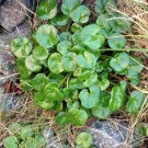 Rare Heirloom Spoonwort Vitamin Herb Scurvygrass Cochlearia officinalis – 50 Seeds