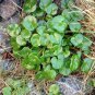 Rare Heirloom Spoonwort Vitamin Herb Scurvygrass Cochlearia officinalis â�� 50 Seeds