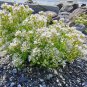 Rare Heirloom Spoonwort Vitamin Herb Scurvygrass Cochlearia officinalis â�� 50 Seeds
