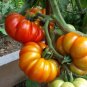Italian Heirloom Tomato Costoluto Fiorentino Lycopersicon lycopersicum - 20 Seeds