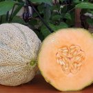 Hearts of Gold Melon Heirloom Cantaloupe Cucumis melo - 30 Seeds