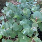 Florist Eucalyptus ‘Baby Blue’ Gum Rare Eucalyptus pulverulenta - 20 Seeds
