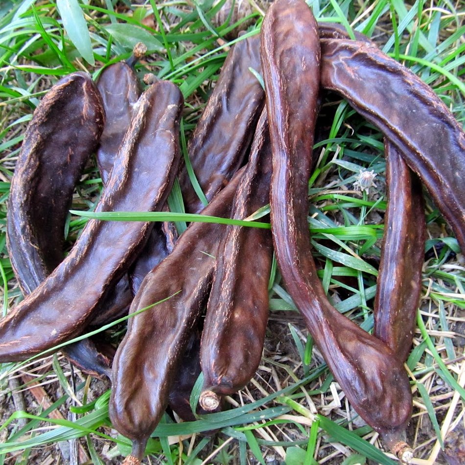 Unique Carob Chocolate Tree Ceratonia siliqua 15 Seeds