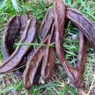 Unique Carob Chocolate Tree Ceratonia siliqua - 15 Seeds