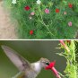 Personal Garden Hummingbird Hand Feeder with Flower Seeds