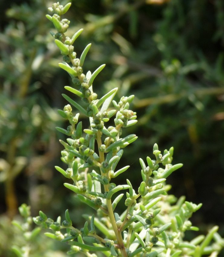 Rare! Annual Seepweed Sea-Blite Suaeda maritima - 30 Seeds