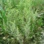 Rare! Annual Seepweed Sea-Blite Suaeda maritima - 30 Seeds