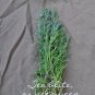 Rare! Annual Seepweed Sea-Blite Suaeda maritima - 30 Seeds