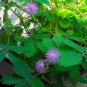 Sensitive Plant Shy or Shame Plant Mimosa Pudica - 50 Seeds