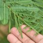 Sensitive Plant Shy or Shame Plant Mimosa Pudica - 50 Seeds