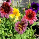 Stained Glass Flower Mix Salpiglossis grandiflora - 200 Seeds