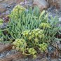 Wild Perennial Rock Samphire Sea Fennel Crithmum maritimum - 20 Seeds