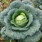 Heirloom Wirsing Cabbage Sweet Savoy Brassica oleracea  - 150 Seeds