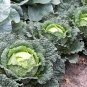 Heirloom Wirsing Cabbage Sweet Savoy Brassica oleracea  - 150 Seeds