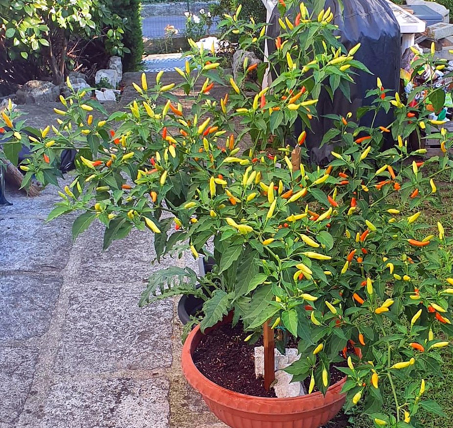 Mexican Chili Pepper Seeds