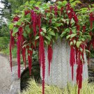 Red Love Lies Bleeding Amaranth Amaranthus caudatus - 150 Seeds