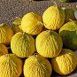Melon Casaba Golden Beauty Cucumis melo - 25 Seeds