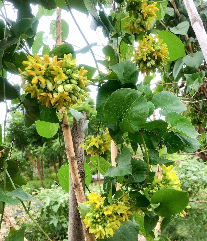 Rare Pakalana Vine Tonkin Creeper OG Telosma cordata 1 Rooted Live Plant