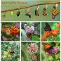 Butterfly Rescue Milkweed Gift Seed Collection - 6 Varieties