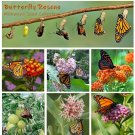 Butterfly Habitat Milkweed Garden Seed Gift Collection - 6 Varieties