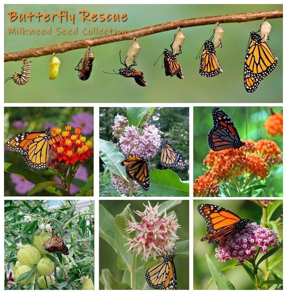Butterfly Habitat Milkweed Seed Collection 6 Varieties