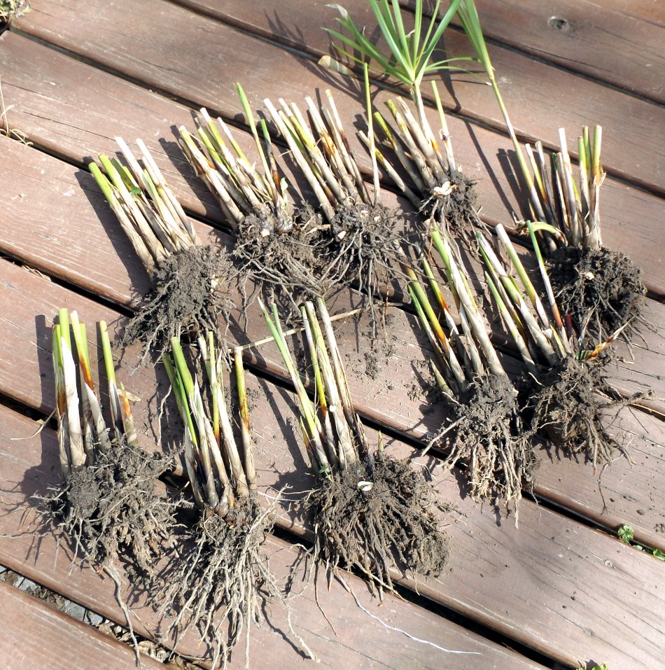 Tall Umbrella Grass Cyperus Alternifolius / Papyrus - 2 Rooted Live ...