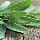 Culinary Sage Organic Herb Salvia officinalis - 20 Seeds