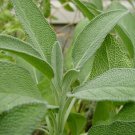 Green Sage Organic Herb Salvia officinalis - 20 Seeds
