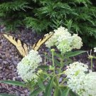 Ice Ballet White Butterfly Milkweed Asclepias Incarnata  - 25 Seeds