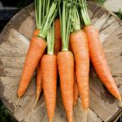 French Heirloom St. Valery Carrot Carota dauca – 100 Seeds