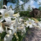 Wild White Mountain Lily Lilium formosanum - 40 Seeds