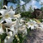 Wild White Mountain Lily Lilium formosanum - 40 Seeds