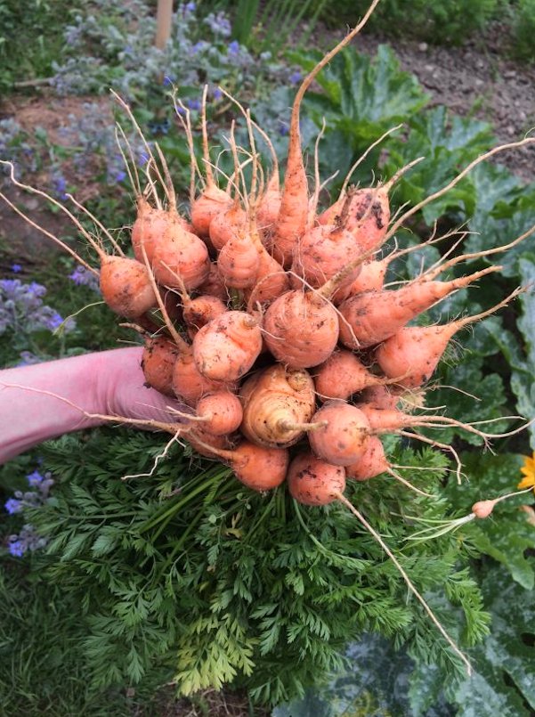 French Heirloom Carrot Parisian Market Tonda di Parigi Daucus carota - 100 Seeds