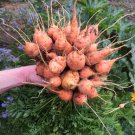 French Heirloom Carrot Parisian Market Tonda di Parigi Daucus carota - 100 Seeds