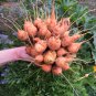 French Heirloom Carrot Parisian Market Tonda di Parigi Daucus carota - 100 Seeds