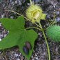 Native Ornamental Wild Cucumber Echinocystis lobata - 8 Seeds