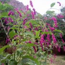 Pink Prince's Feather Kiss-Me-Over-The-Garden-Gate Persicaria orientalis - 15 Seeds