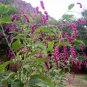 Pink Prince's Feather Kiss-Me-Over-The-Garden-Gate Persicaria orientalis - 15 Seeds