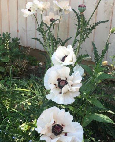 White Oriental Poppy Papaver orientale  - 40 Seeds