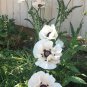 White Oriental Poppy Papaver orientale  - 40 Seeds